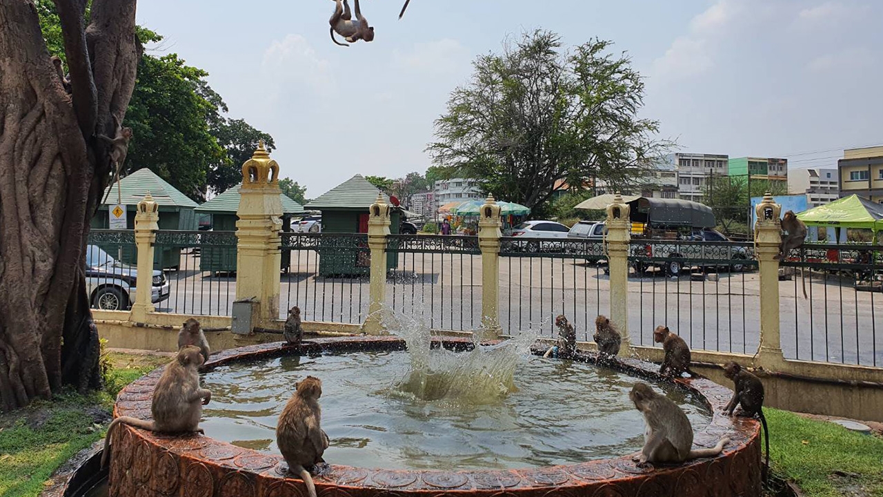 ลิงลพบุรี โดดบ่อน้ำเล่นคลายร้อน หลังอุณหภูมิพุ่งแตะ 40 องศาฯ