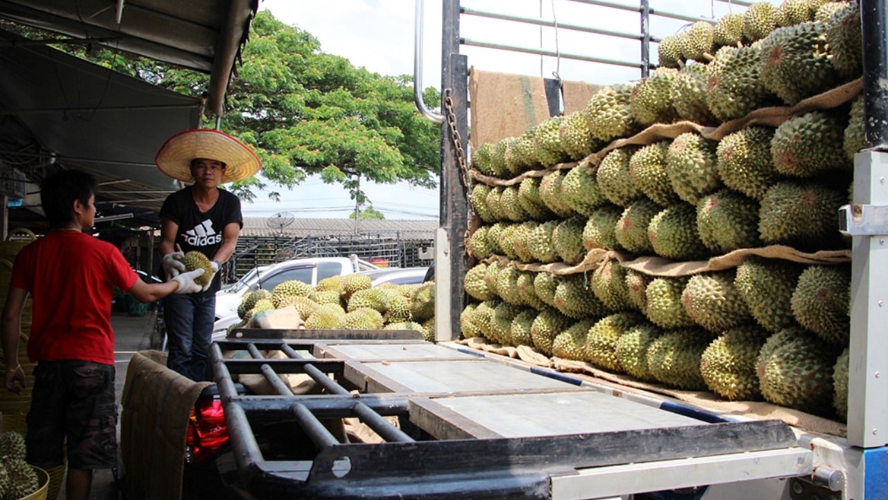 หมอนทองครองใจคนจีน ดันปลูกออร์แกนิก ขายล่วงหน้า 3-5 ปี กก.ละพัน! 