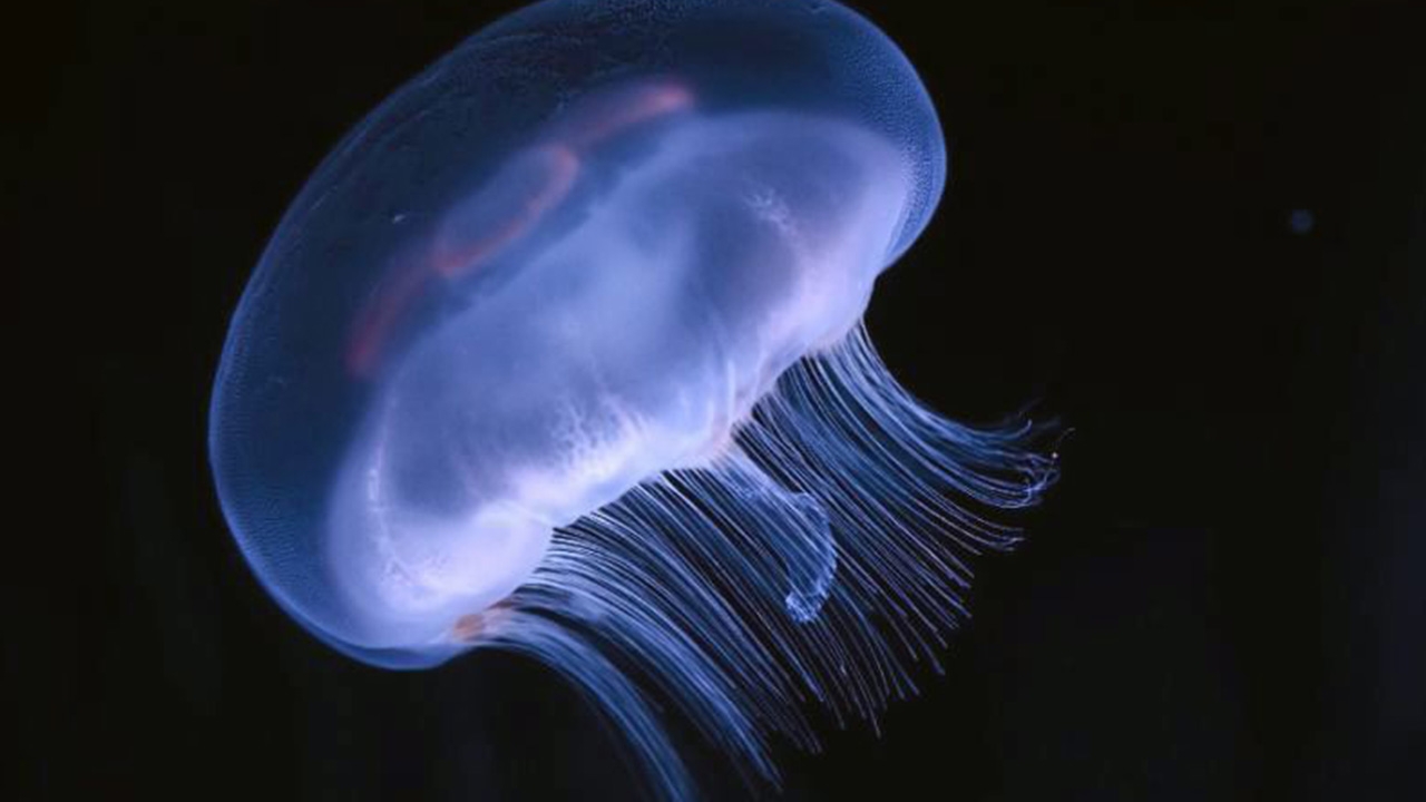 วัยรุ่นออสเตรเลียเสียชีวิต หลังโดนพิษแมงกะพรุนกล่อง ที่ชายหาดควีนส์แลนด์ 