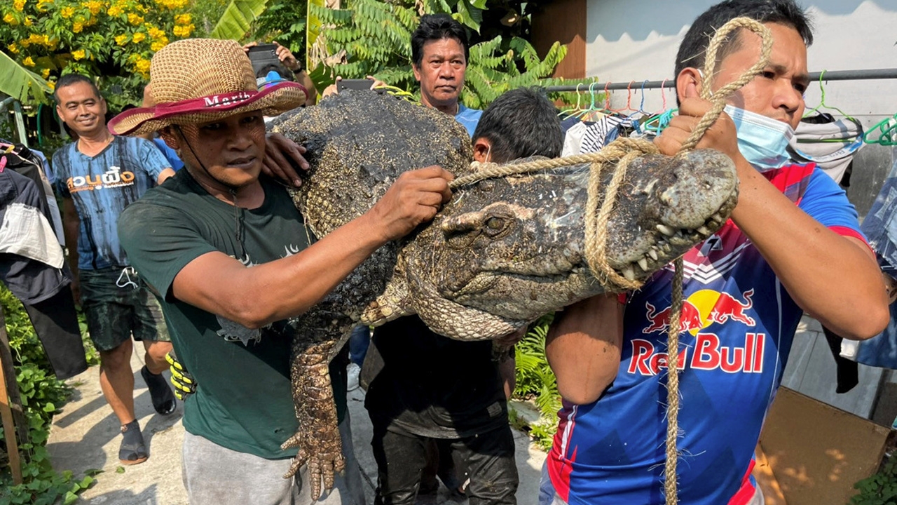 ไอ้เข้หลุด 