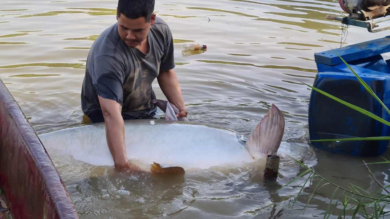 ฮือฮา หนุ่มยกยอติดปลาบึกยักษ์ 150 กก. ใหญ่สุดเคยเจอคลองอู่ตะเภา