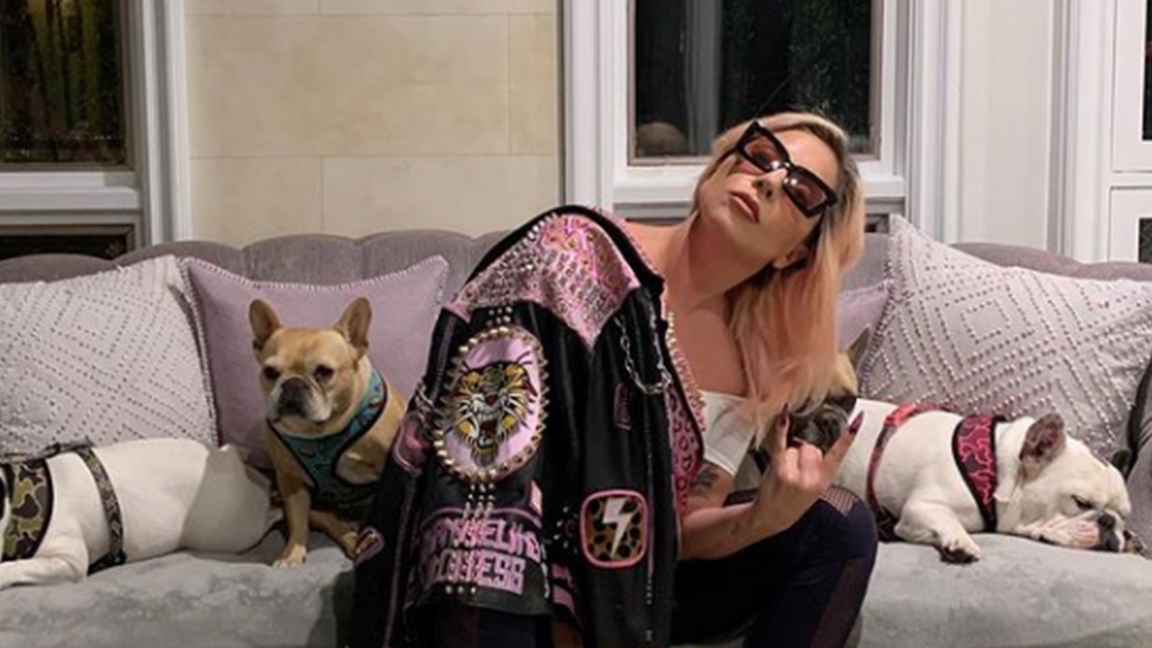 "เลดี้ กาก้า" เสนอ 15 ล้านบาทวอนขอหมาคืน หลังโจรบุกยิงคนดูแลแล้วขโมยหมาไป