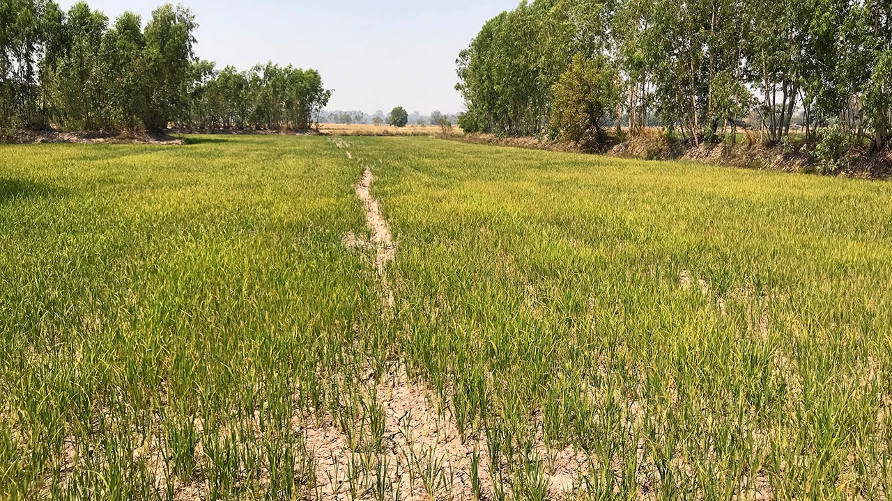 เกษตรกรมีเครียด ปลูกข้าวแต่ยืนต้นตาย เพราะน้ำไม่พอ