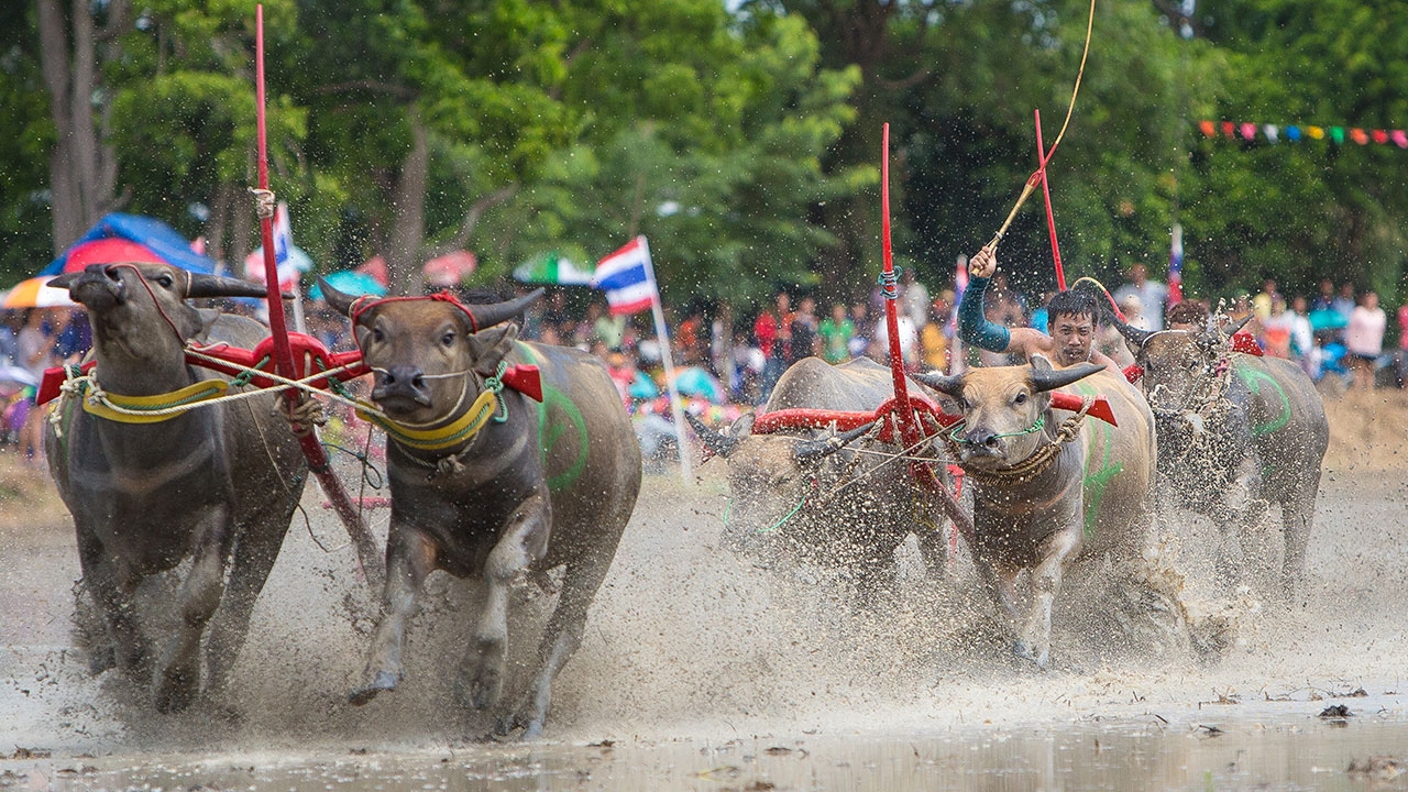 ควายชลบุรีถ่ายมูลที่ใด เงินทองไหลมาดั่งห่าฝน