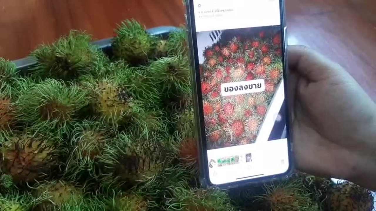 สาวโคราชโวย แม่ค้าขี้โกง ส่ง "เงาะโรงเรียน" ไม่ตรงปก 