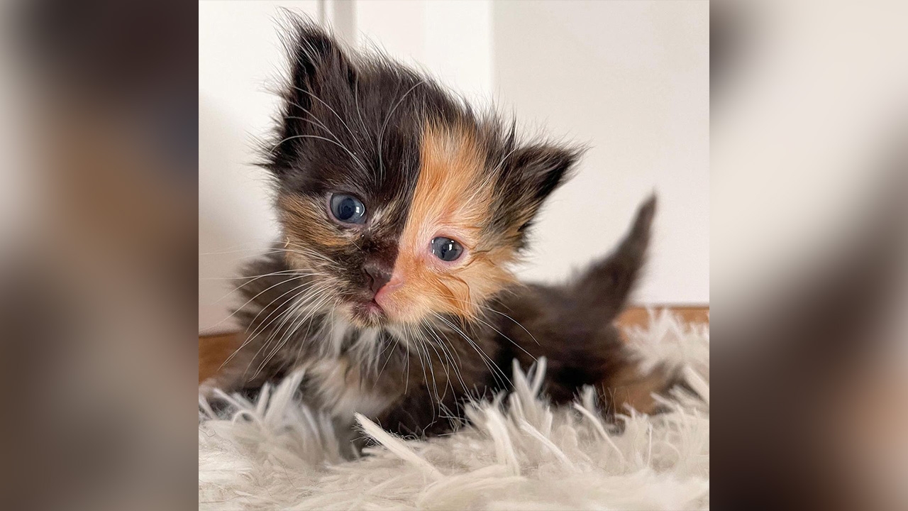 ชาวเน็ตเอ็นดู ลูกแมวทูโทนที่สหรัฐฯ แบ่งสีเป๊ะครึ่งหน้า