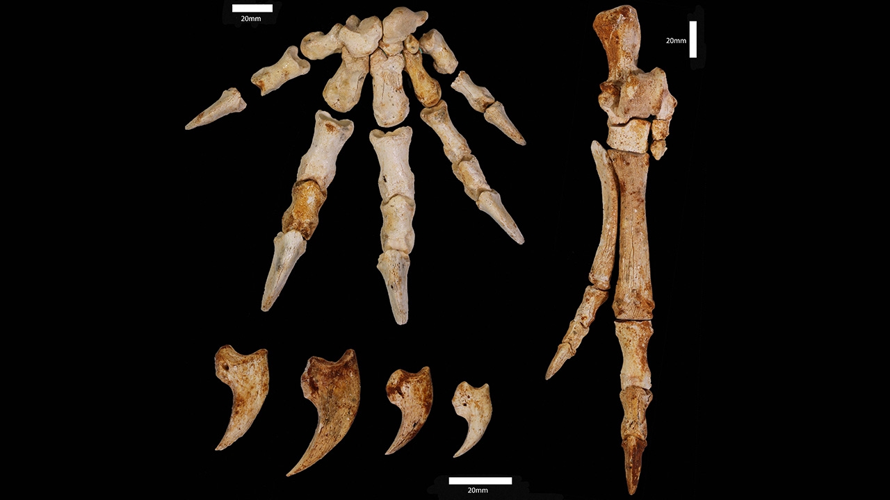 ค้นพบซากจิงโจ้โบราณ ปีนต้นไม้ได้ ที่สูญพันธุ์ไปแล้ว
