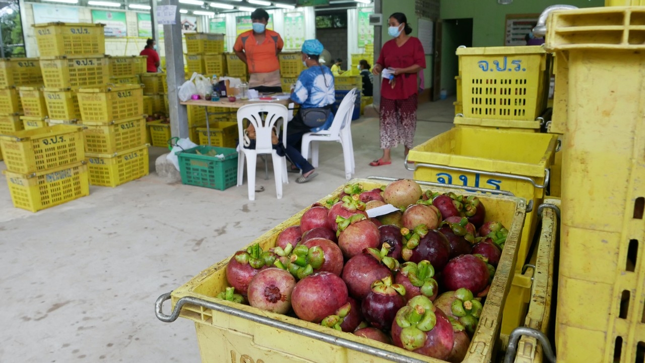 โควิดทำมังคุดระนองลำบาก ไร้คนรับซื้อยอมขายแม้ขาดทุน ดีกว่าทิ้งให้ของค้าง
