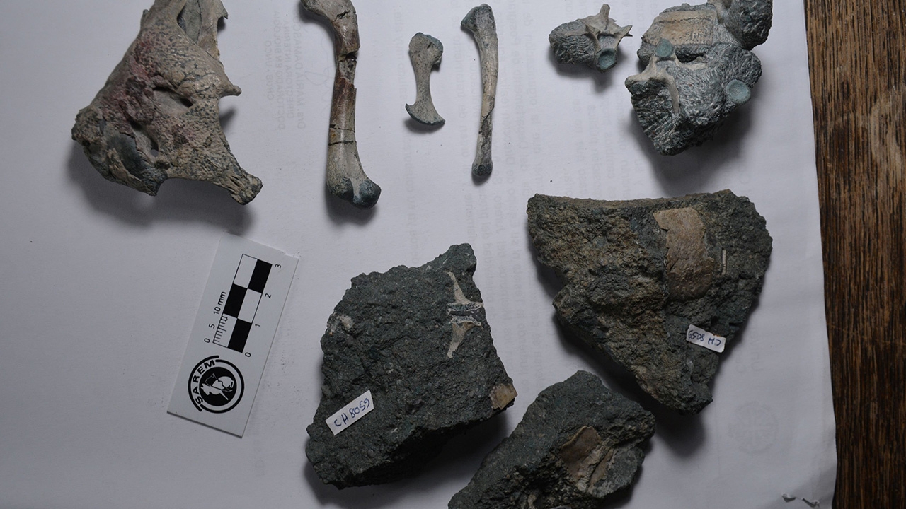 ซากฟอสซิลโครงกระดูก บรรพบุรุษจระเข้อายุ 150 ล้านปี