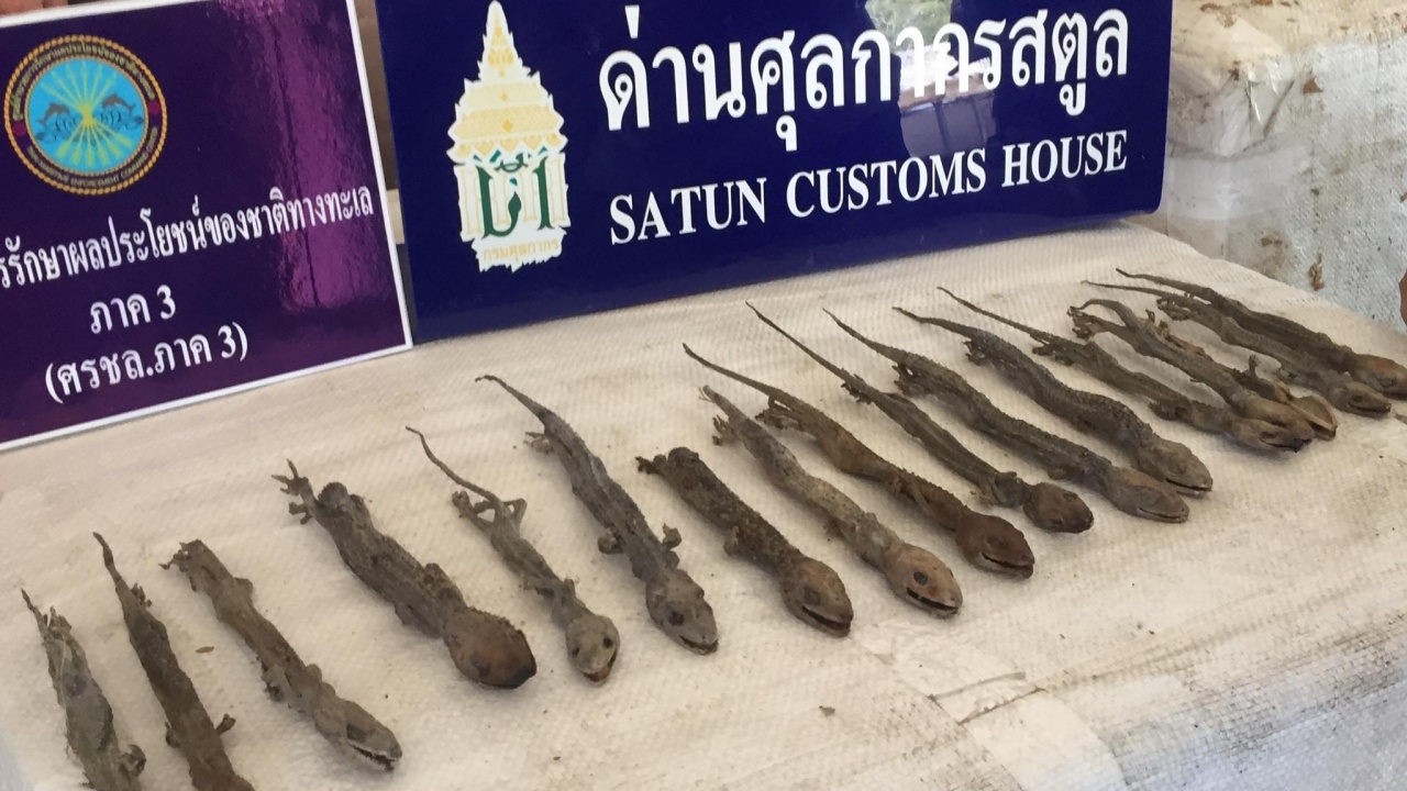 ตุ๊กแกก็มา ตากแห้งจากอินโดฯ ล่องเรือเข้าไทย ยึดได้มูลค่า 1.7 ล้าน 