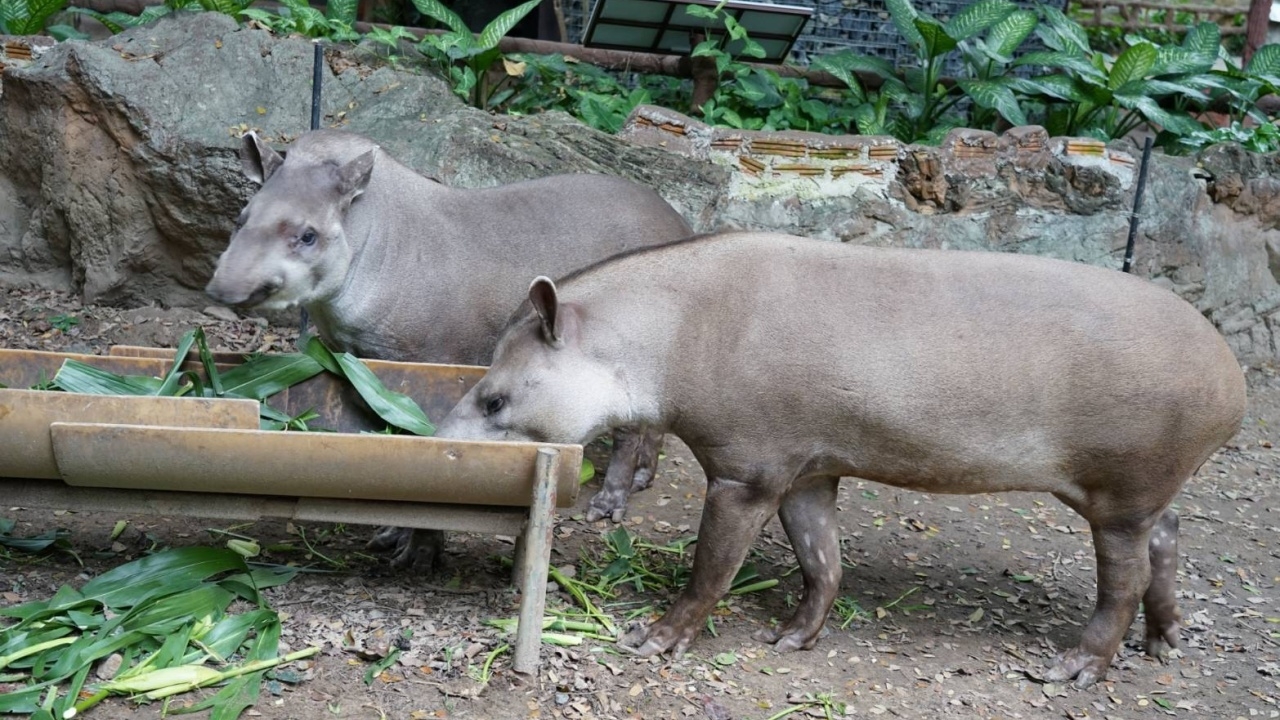 เชียงใหม่ไนท์ซาฟารี เปิดชมเบื้องหลัง สมเสร็จบราซิลเลียน ต้อนรับวันแม่ (คลิป)