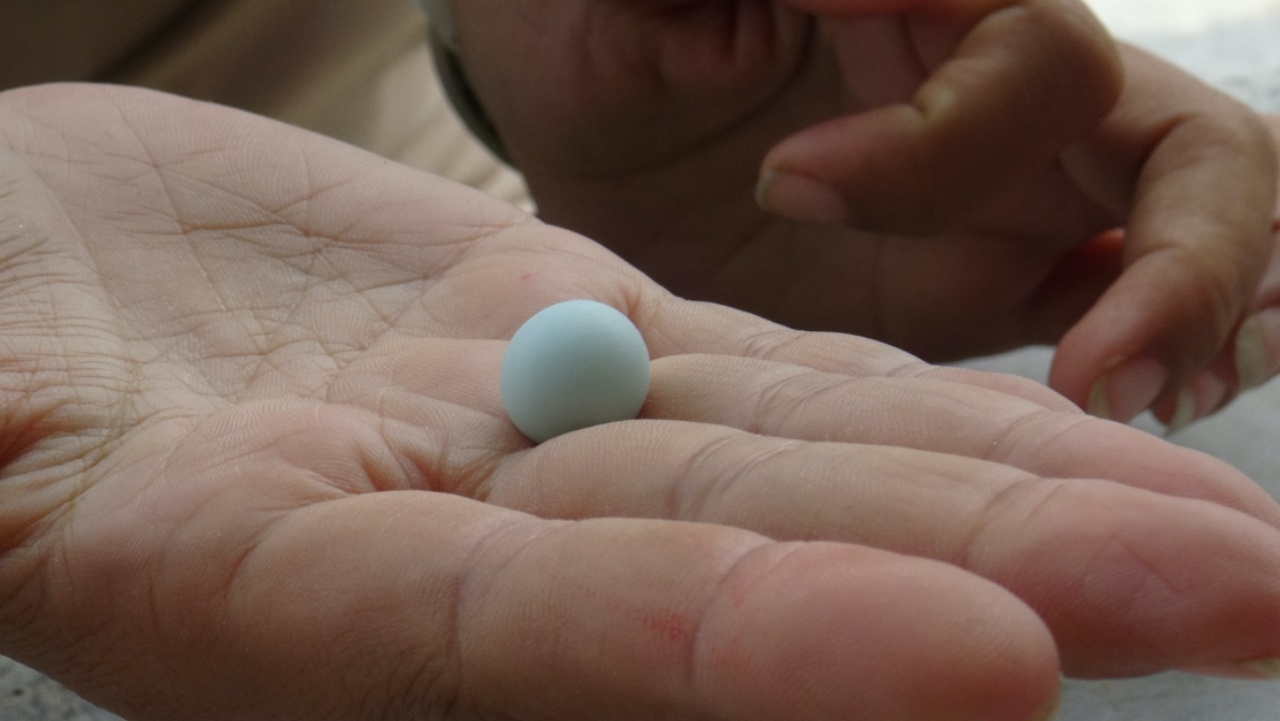 พ่อค้าสุดอึ้ง ผ่าท้องไก่ชน เจอ "ไข่มุก" เม็ดเขื่อง เชื่อจะโชคดี (คลิป)