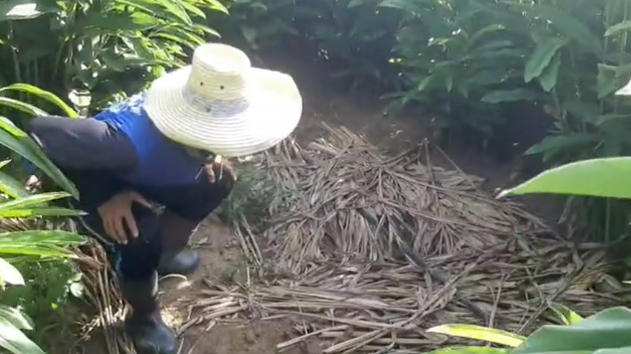 เกษตรกรสุดเซ็ง โจรตระเวนขโมยสมุนไพร "ข่าเหลือง" ต้องลงทุนกางเต็นท์นอนเฝ้า