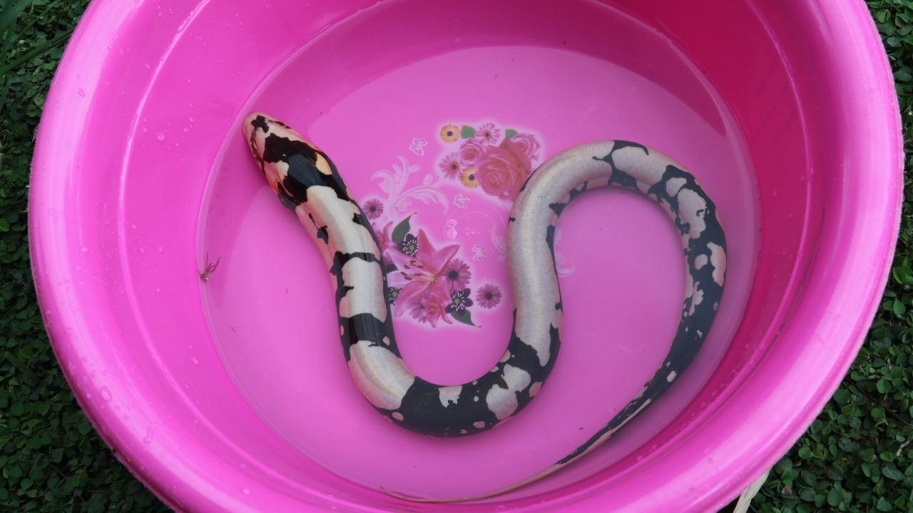 แห่ดู ปลาไหลด่าง ดักได้จากในคลอง จุดธูปเสี่ยงทายขอเลขเด็ด (คลิป)