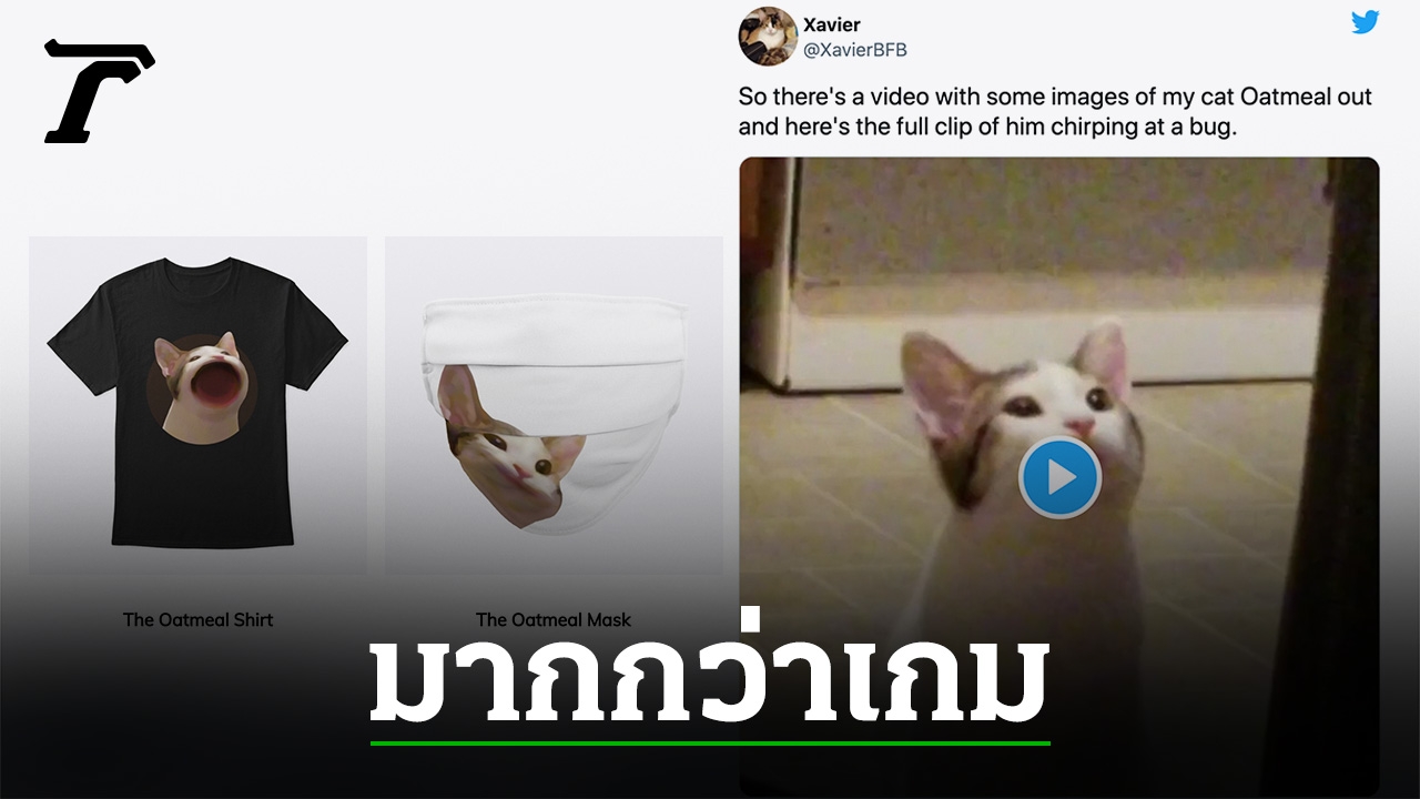 ที่มา POPCAT เจ้ามีมแมวโอ๊ตมีล คลิปอ้าปากลุ้นจับแมลง ...