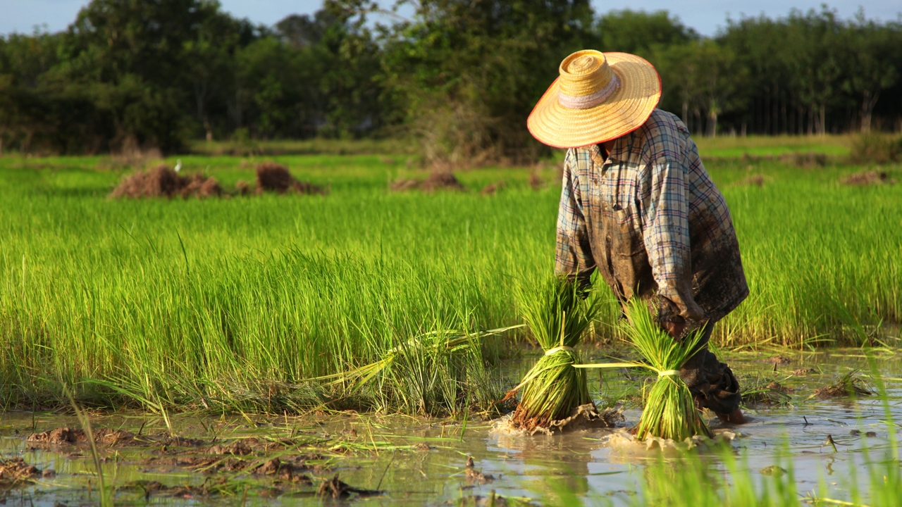 เร่งผลิตเมล็ดพันธุ์ข้าว หวังช่วยกระตุ้นการจ้างงาน