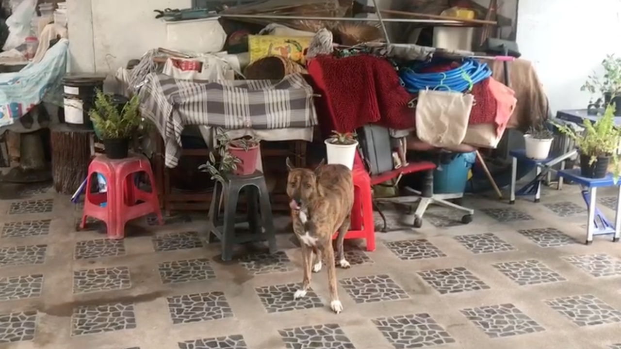 หมาไทยขย้ำเจ้าของคอเหวอะดับสยอง สงสัยเครียด ถูกขังอยู่แต่บ้าน