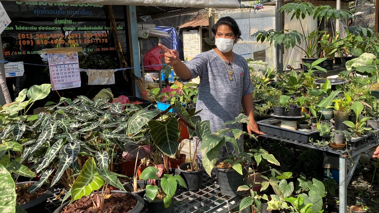 โจรไม้ประดับเมืองนนท์ บุกลักพันธุ์ไม้ราคาแพงราว 30 ต้น มูลค่ากว่า 2 ล้าน 