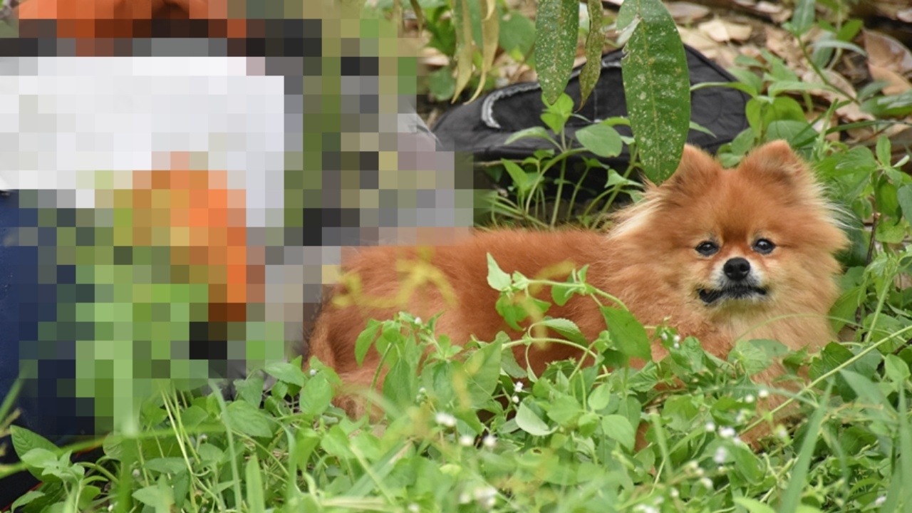 สลดใจ "ปอมเมอเรเนียน" ผูกพันเจ้าของ นอนเฝ้าศพไม่ยอมห่าง (คลิป)