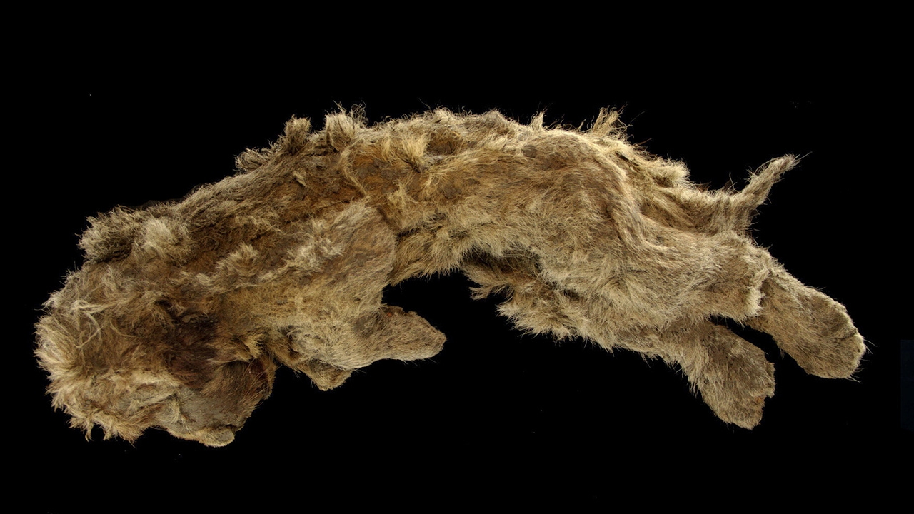 ซากลูกสิงโตถ้ำอายุ 28,000 ปี พบในไซบีเรีย