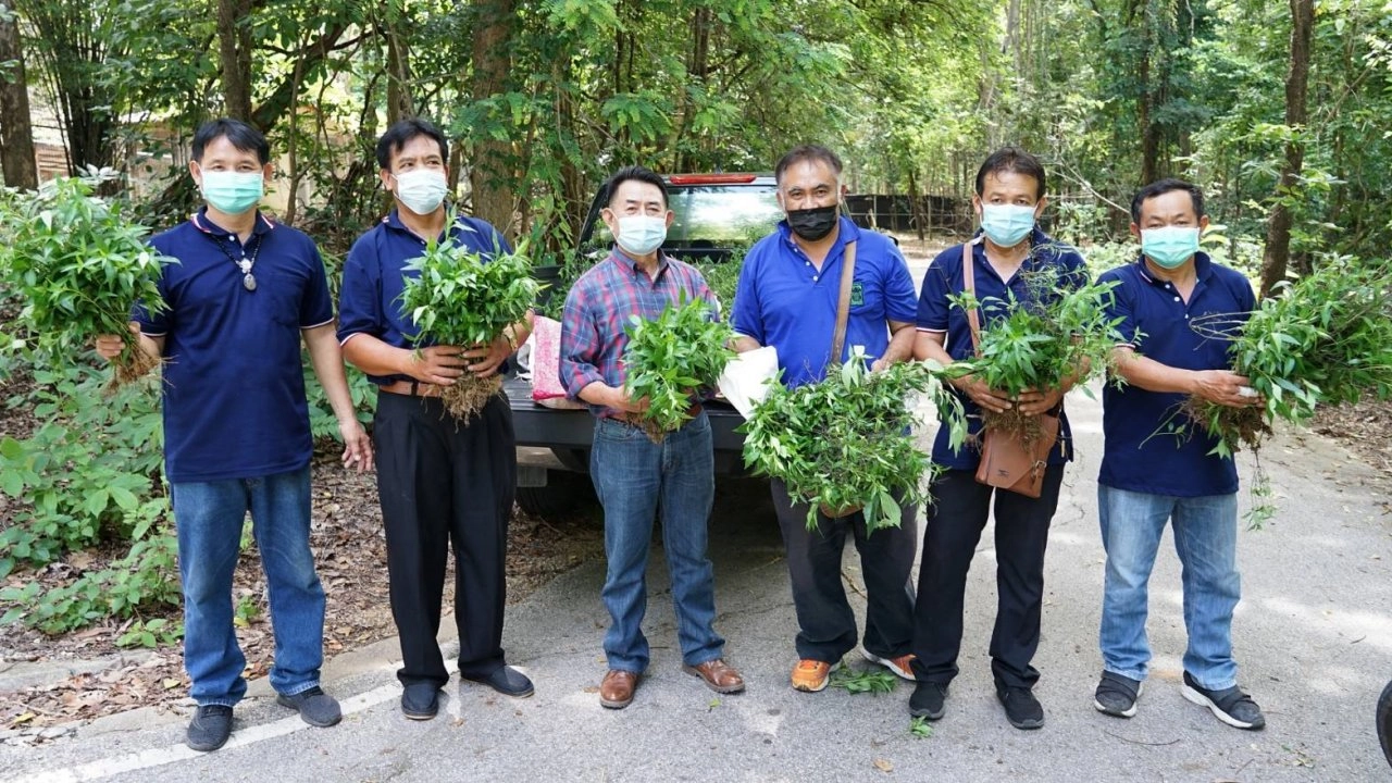 เชียงใหม่ไนท์ซาฟารี มอบกล้าฟ้าทะลายโจรขึ้นตามธรรมชาติ ให้เกษตรปลูกต่อยอด