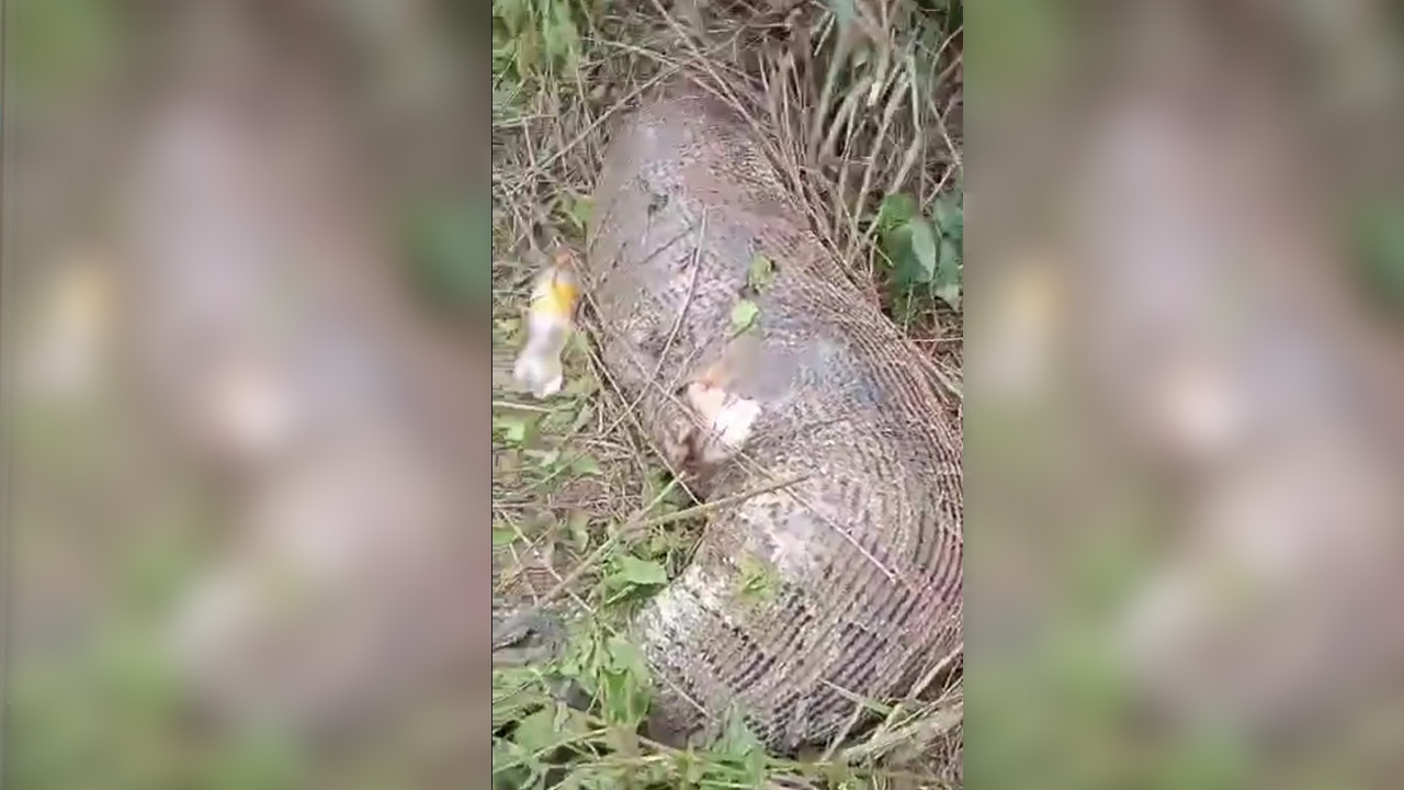 ตะลึง งูเหลือมยักษ์จอมตะกละ เขมือบวัวทั้งตัวจนท้องแตกตาย (คลิป)