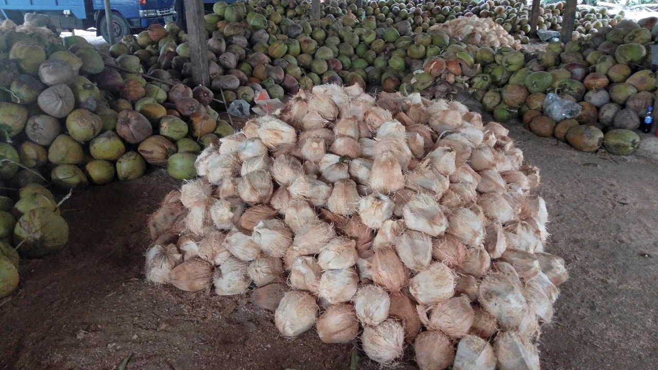 มาตรการคุมนำเข้ามะพร้าว