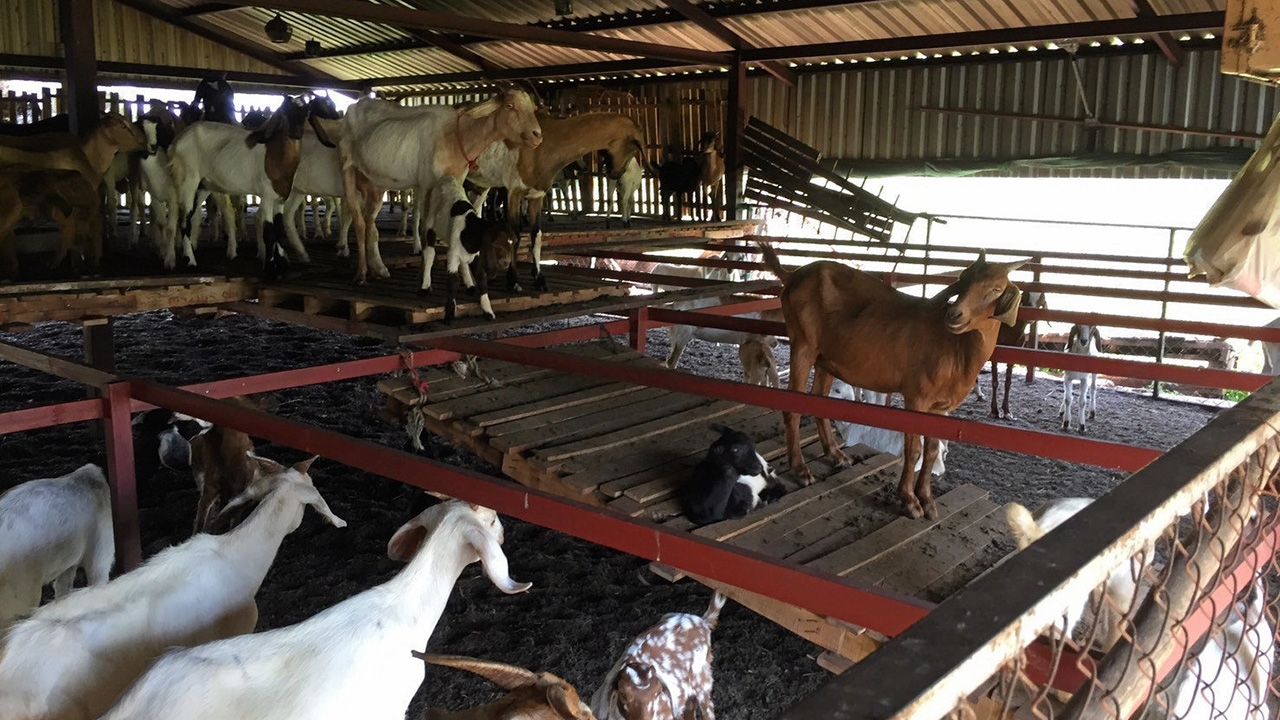 โควิดเล่นตลาดแพะเนื้อจังหวัดอุดรธานี ส่งออกยากราคาร่วง