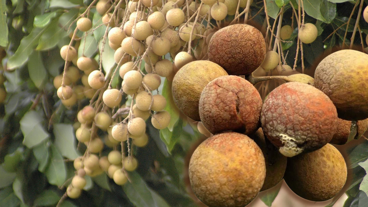 ลำไยระวังราน้ำฝน