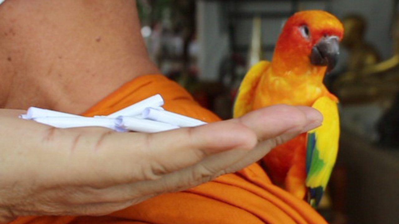 "เจ้าซัน" นกแสนรู้คู่ใจเจ้าอาวาส จิก "เลขเด็ด" ให้โชคชาวบ้านมาแล้วหลายงวด (คลิป)