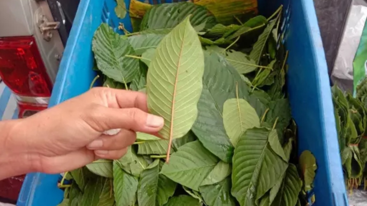 กระท่อม ปลูก เคี้ยว ครอบครอง ขายใบสดได้เสรี ห้ามนำทำอาหารขาย จำคุก 2 ปี