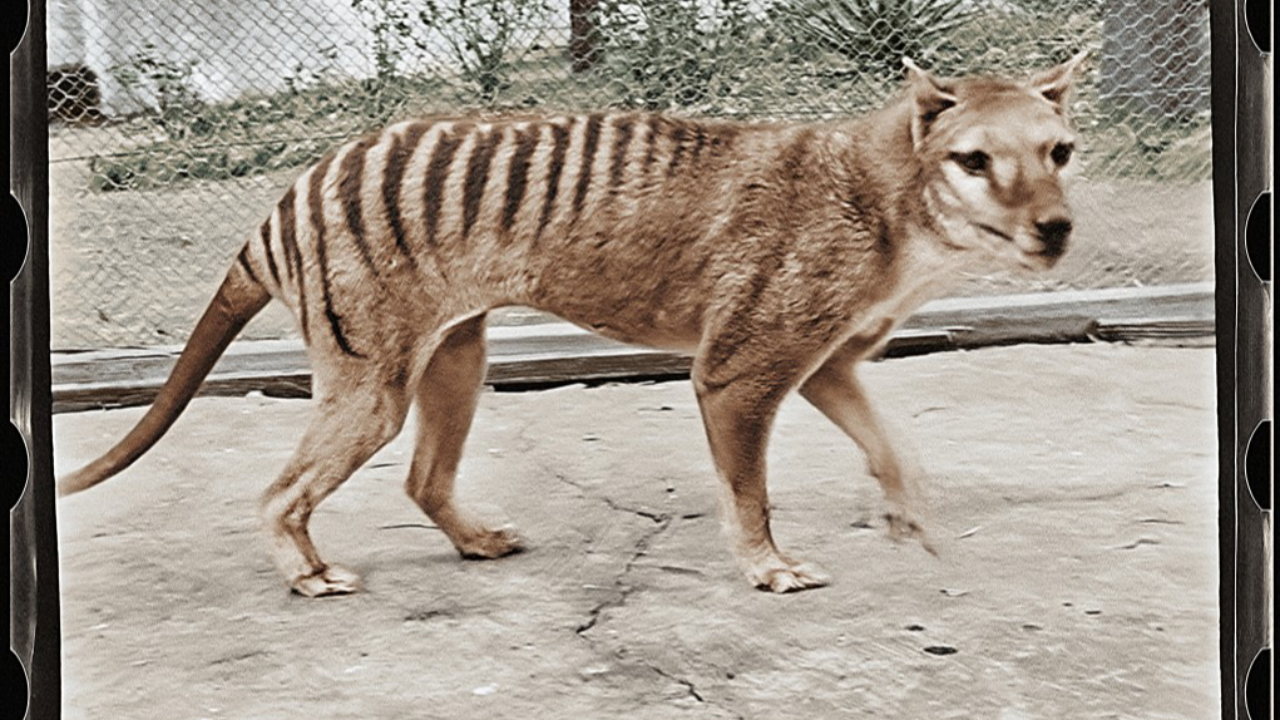 เผยภาพหาชมยาก "เสือแทสมาเนีย" ตัวสุดท้ายของโลก ตายไปแล้ว 85 ปีก่อน (คลิป)