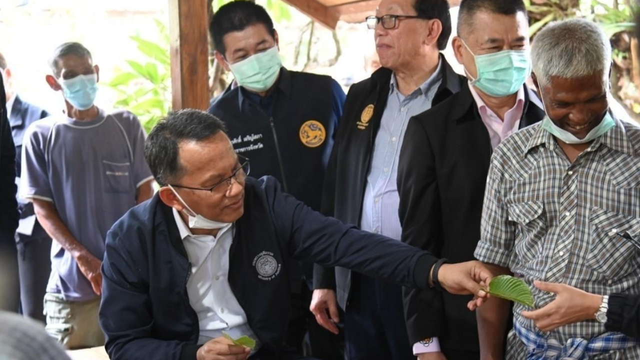 "กระท่อม" ปลูกใช้-ครอบครองได้ เตือน "ต้ม-ปรุงอาหารขาย" ยังผิด ก.ม.