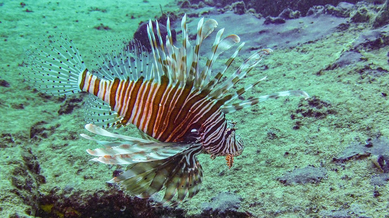 ทำนายปลาพื้นเมืองสายพันธุ์อ่อนแอ เสี่ยงจากปลาสิงโต