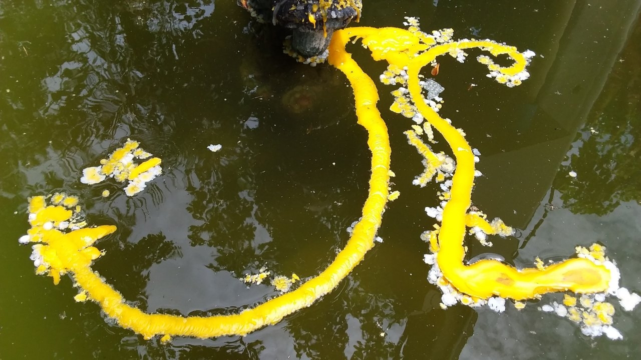 คำชะโนดปิดยาว ยังดีที่คอหวยได้ส่องเลขเด็ดอ่างน้ำมนต์ มีเลขชุดไปลุ้นรวย (คลิป)