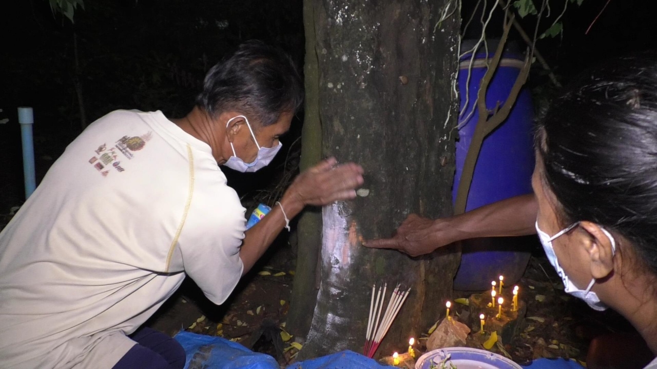 ชาวบ้านนำเครื่องเซ่น ขอโชคต้นมะเฟือง ทาแป้ง ส่องเลขเด็ด เสี่ยงโชค (คลิป)