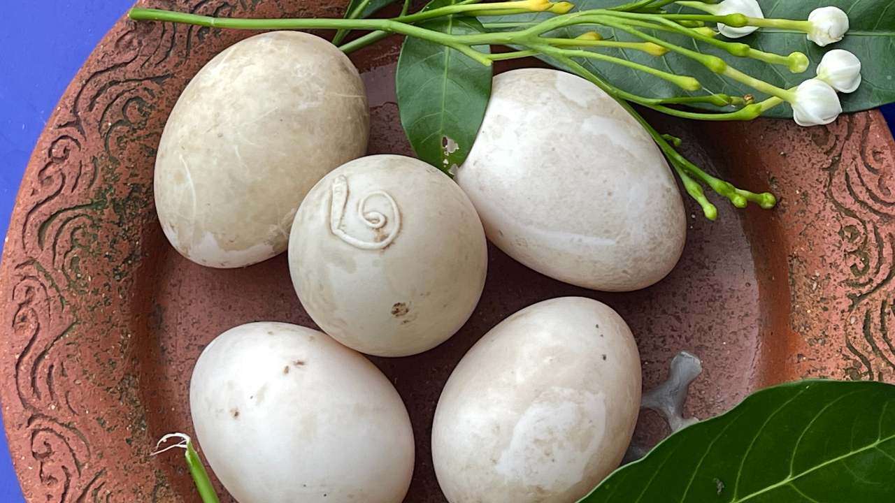 ไข่เป็ดประหลาด เลขโผล่บนเปลือก คอหวยห้ามพลาด-ส่องเลย ลุ้นเฮงวดนี้ (คลิป)