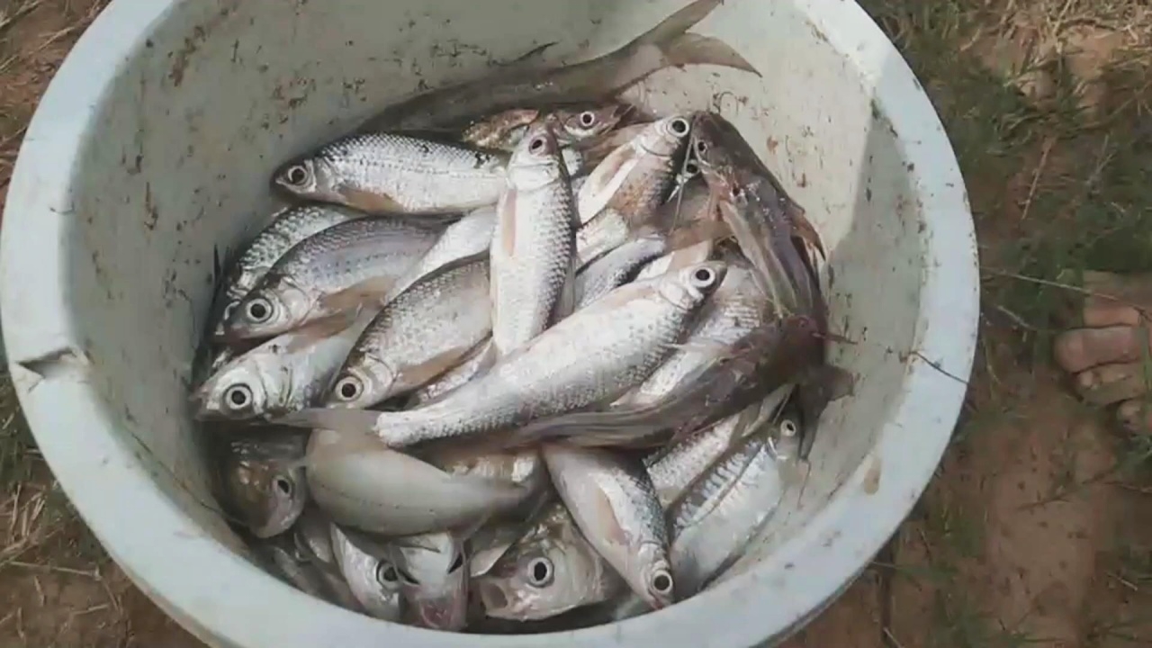 โควิดพ่นพิษหนัก ชาวบ้านตกงานไม่มีรายได้ แห่จับปลามากินประทังชีวิต (คลิป)