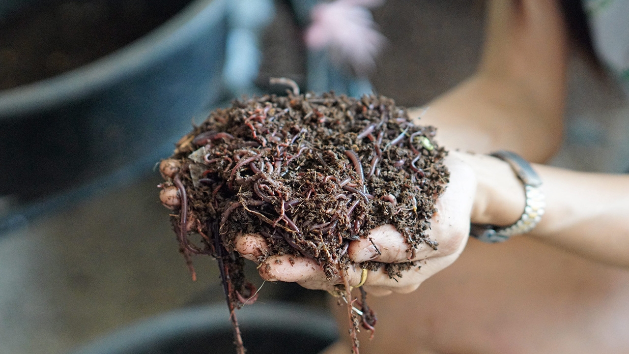 กรมอนามัย เตือน "เปิบไส้เดือน" แหล่งเชื้อโรค เสี่ยงโรคระบบทางเดินอาหาร