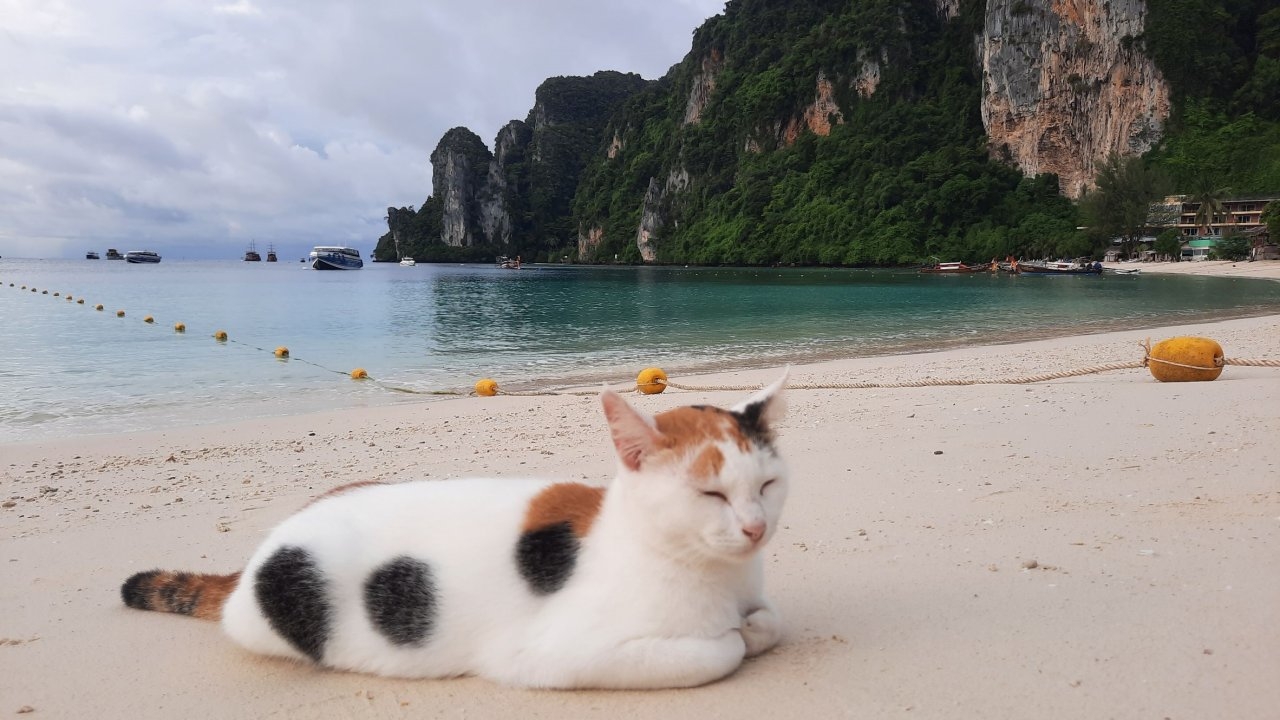 คนรักแมวรุดช่วยแมวติดเกาะพีพี พิษโควิดคนทิ้งขึ้นฝั่ง ขาดอาหารนับพันตัว (คลิป)
