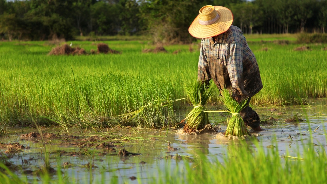 รู้จักโรค "เมลิออยด์" พบบ่อยในหน้าฝน ยังไม่มีวัคซีนป้องกัน สามารถป่วยซ้ำได้