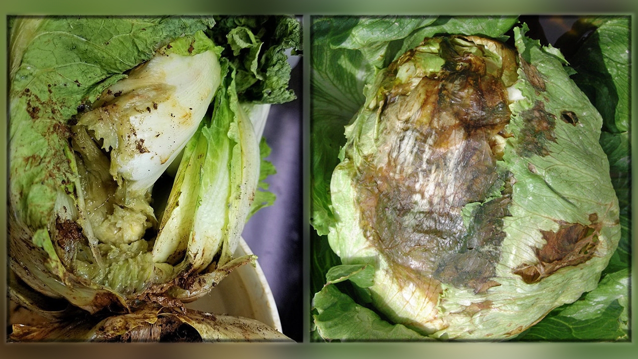 กะหล่ำ+ผักกาดระวังเน่าเละ