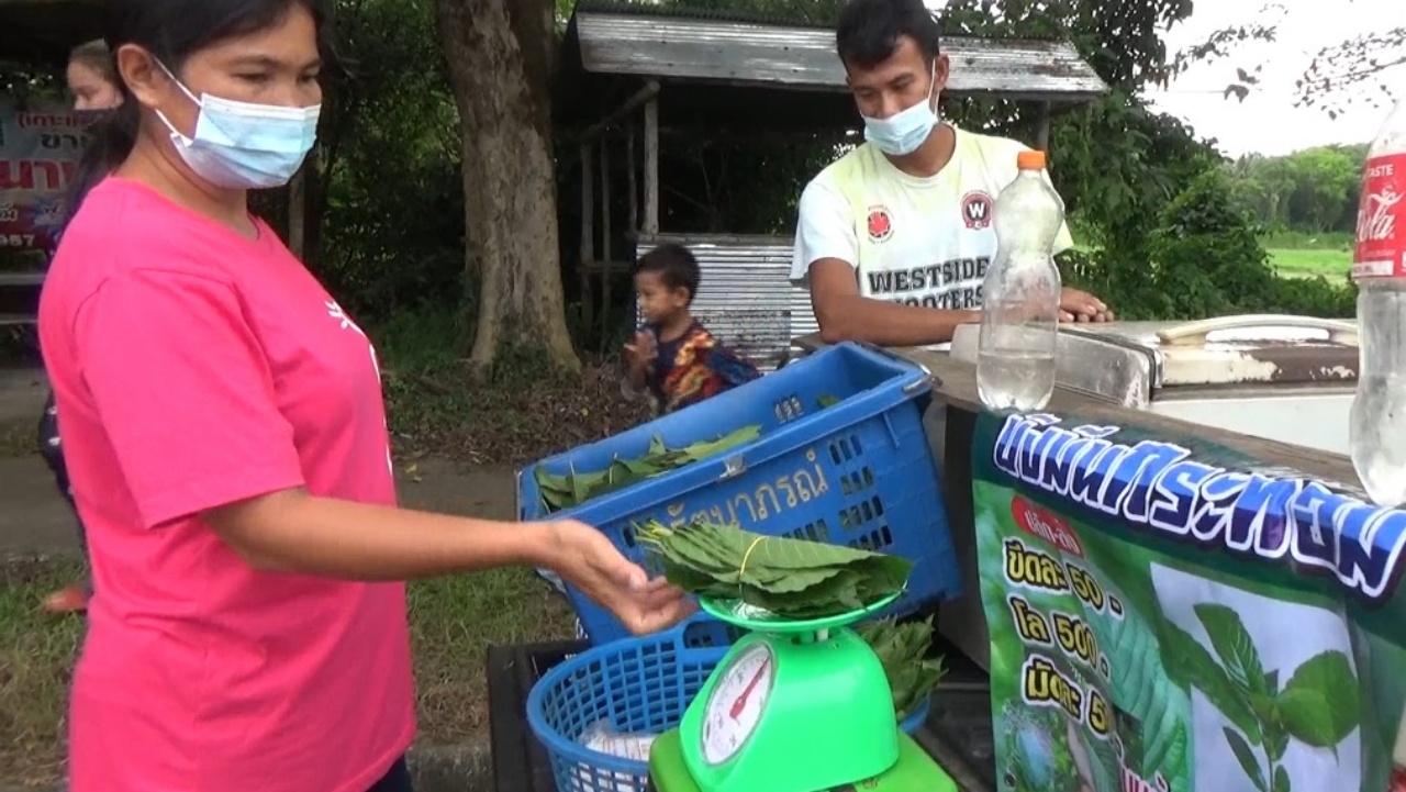 หนุ่มตรังหัวใส เปิดท้ายขาย "ใบกระท่อมสด" ฟันกำไรวันละพัน (คลิป)