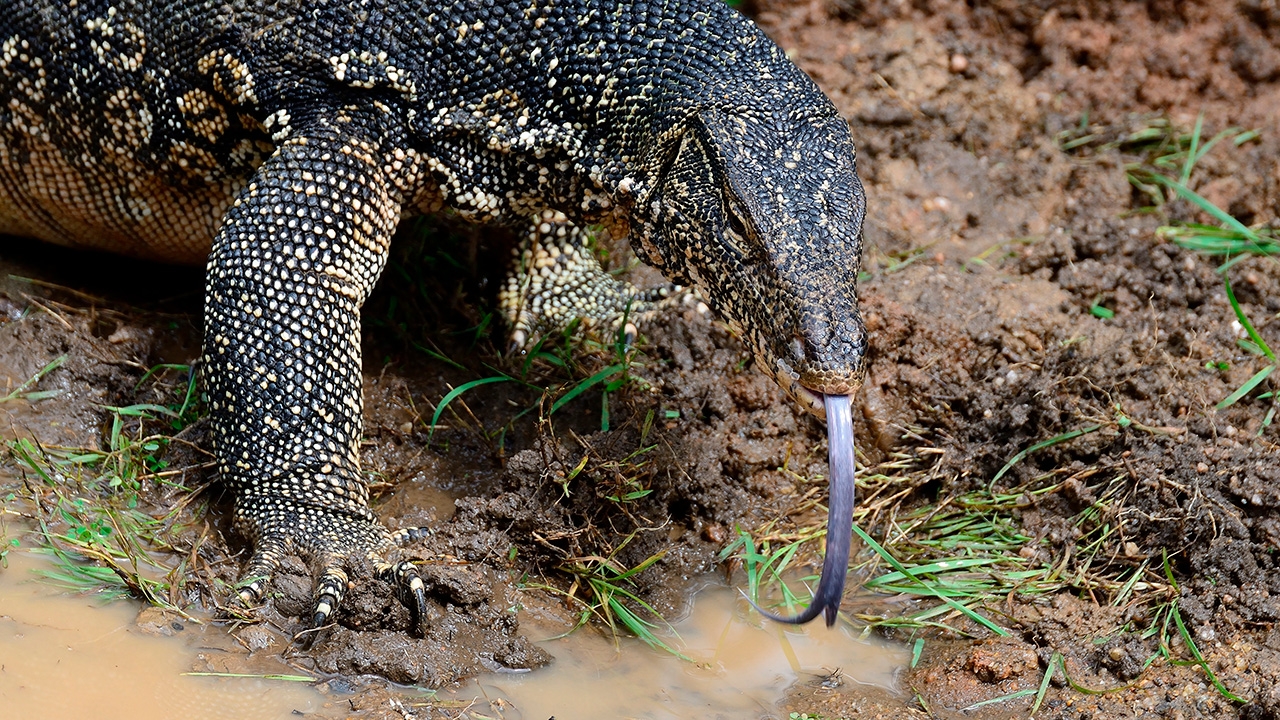 เหี้ยพันธุ์บริสุทธิ์