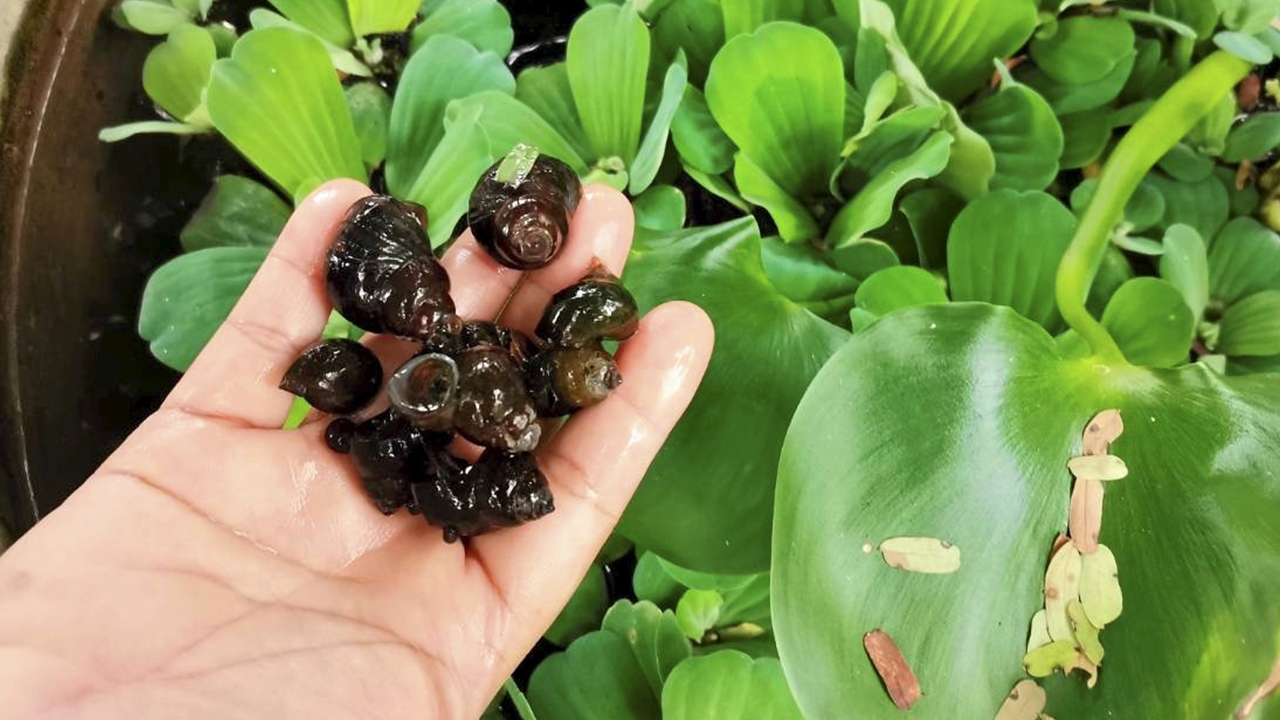 หอยขมสร้างรายได้ ตลาดยังเปิดกว้าง เป็นสินค้าทางเลือกที่น่าสนใจ