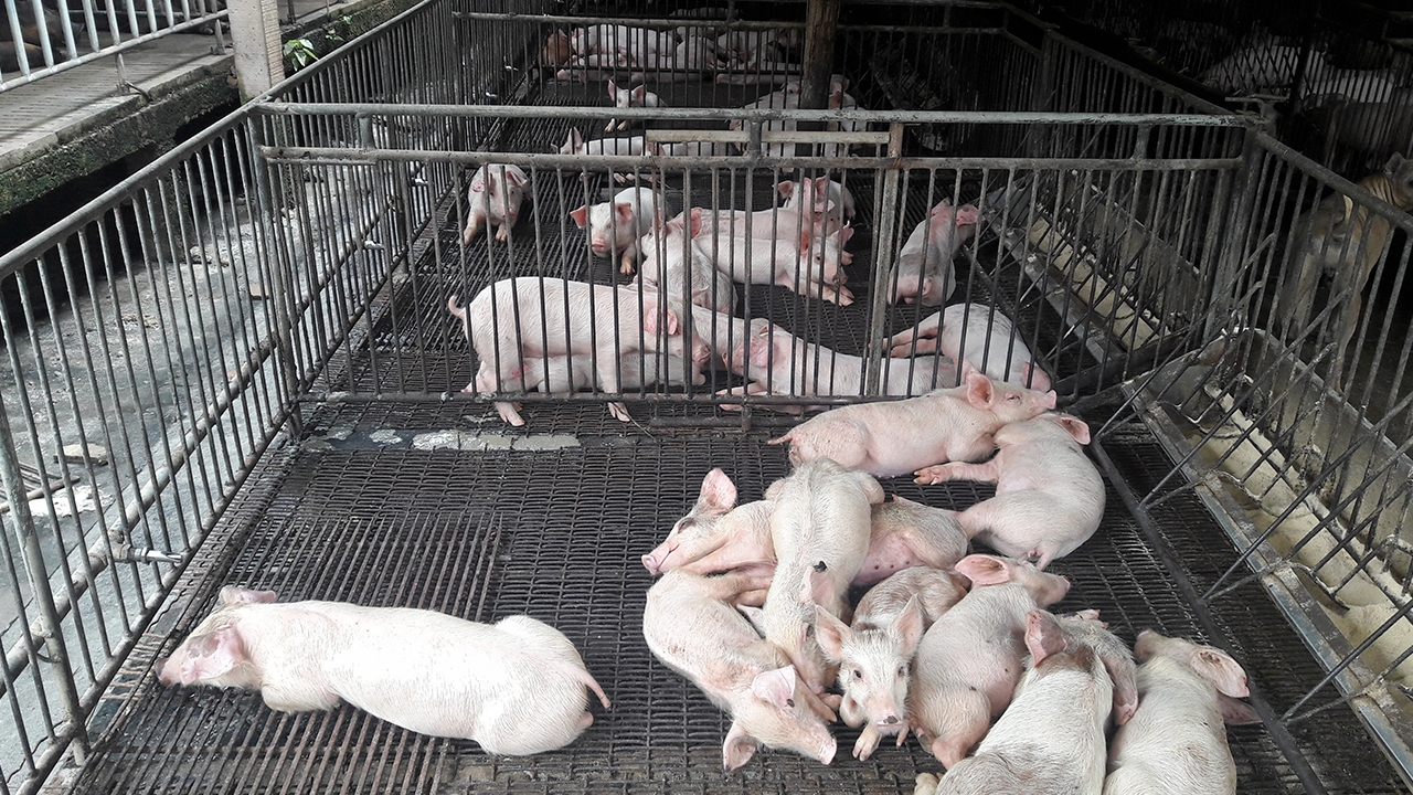 วิบากกรรมหมูไทย