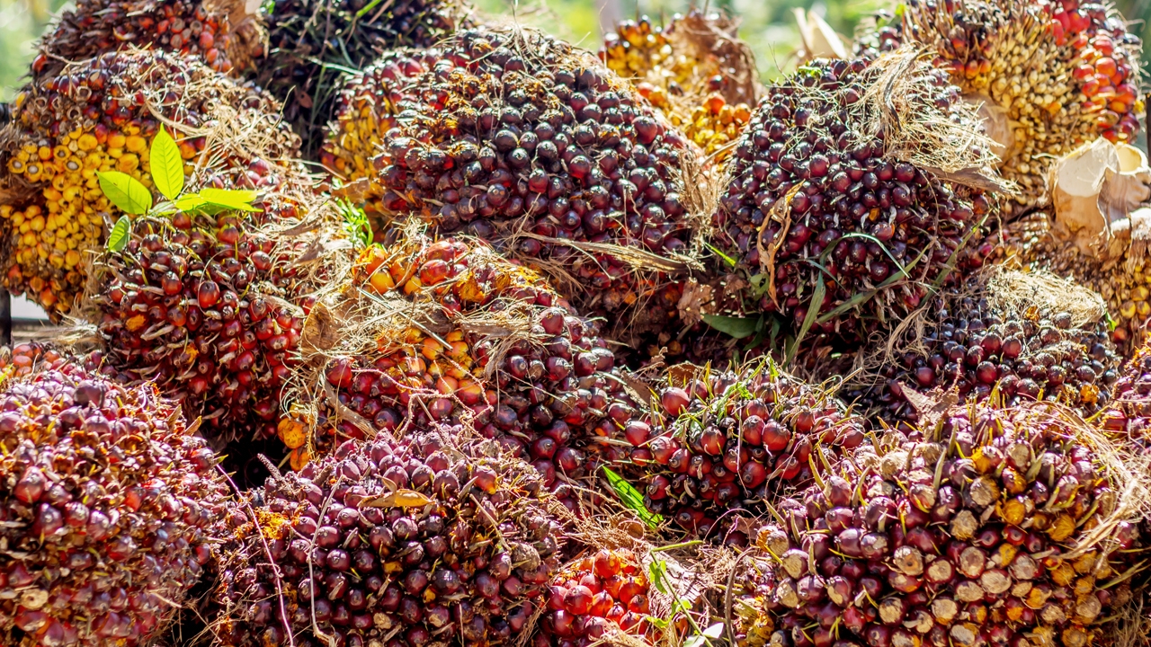 กรีนดีเซล..ไบโอเจ็ต ทางเลือกทางรอด..ปาล์มน้ำมัน