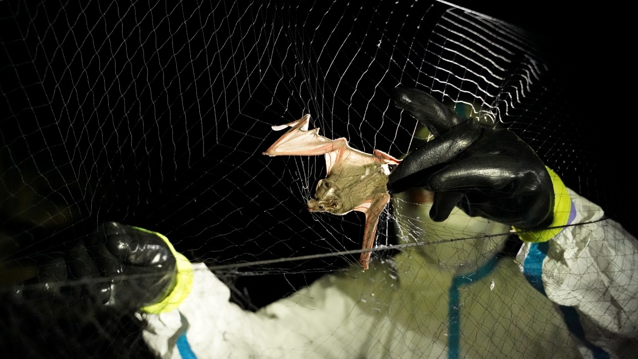 ทีมนักวิทย์ลงพท.เก็บตัวอย่างไวรัสในค้างคาวที่เขมร คล้ายมากกับโควิด-19