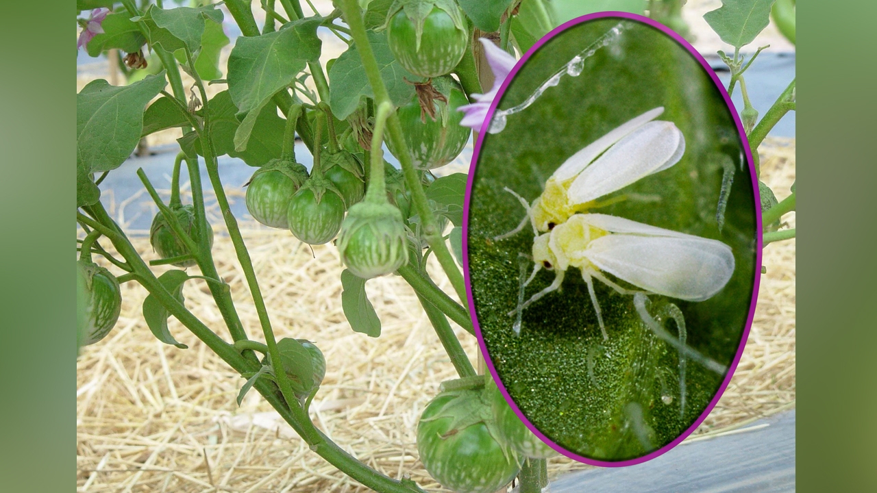 มะเขือเปราะระวังแมลงหวี่ขาว