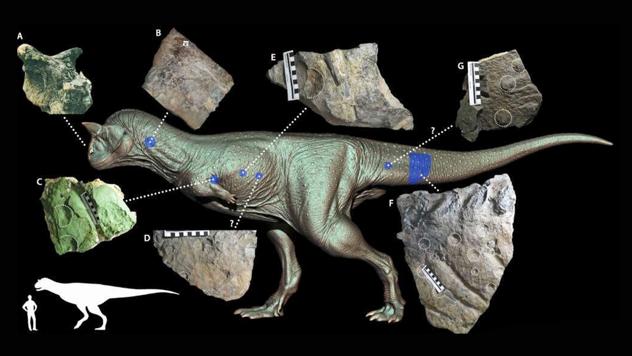 วิจัยไดโนเสาร์กินเนื้อมีเขาจากภูมิภาคปาตาโกเนียของอาร์เจนตินา